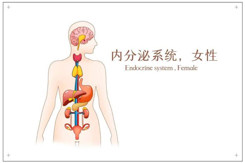 内分泌调节