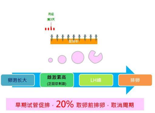 试管婴儿促排周期