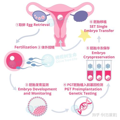 试管婴儿胚胎发育全过程需要多久？