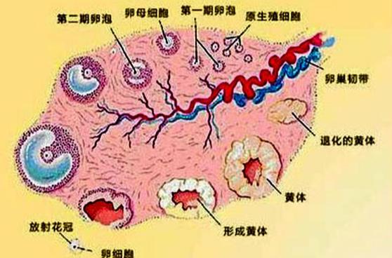 B 超检测卵泡