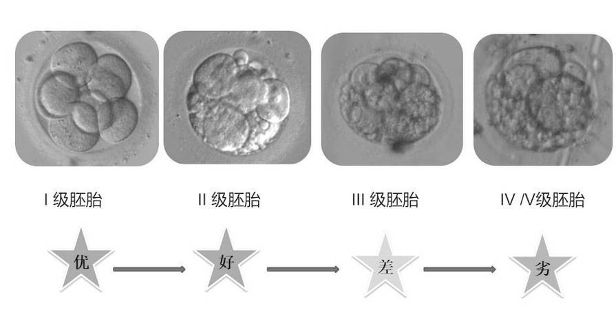 胚胎评估