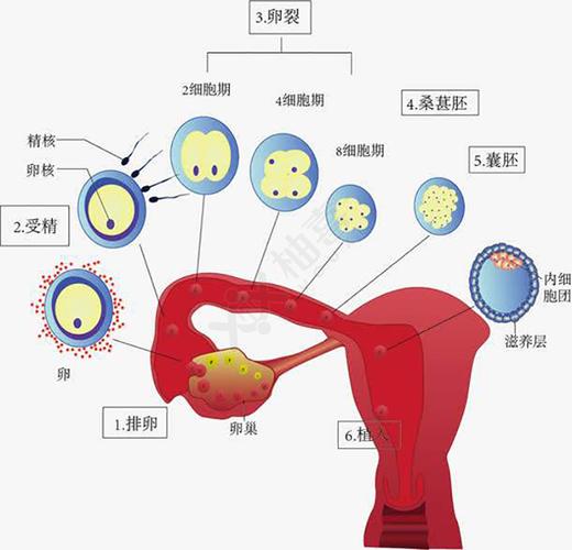 受精到成功过程