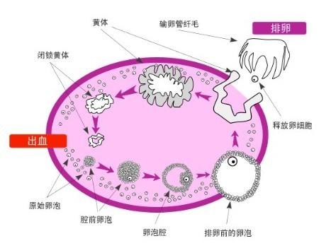 促卵泡