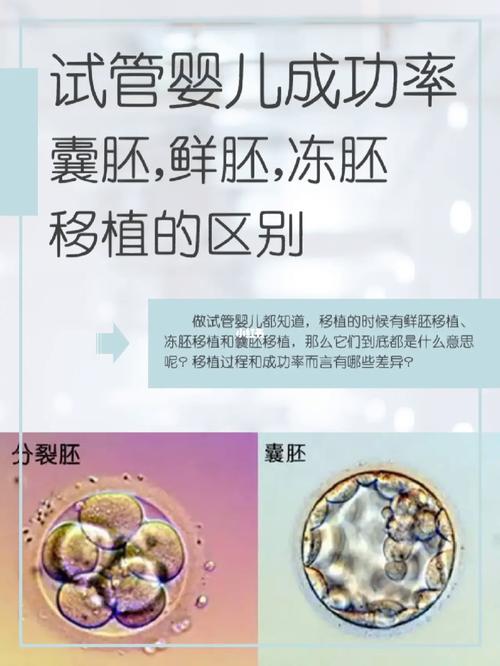 试管婴儿成功后为何必须进行胚胎移植？