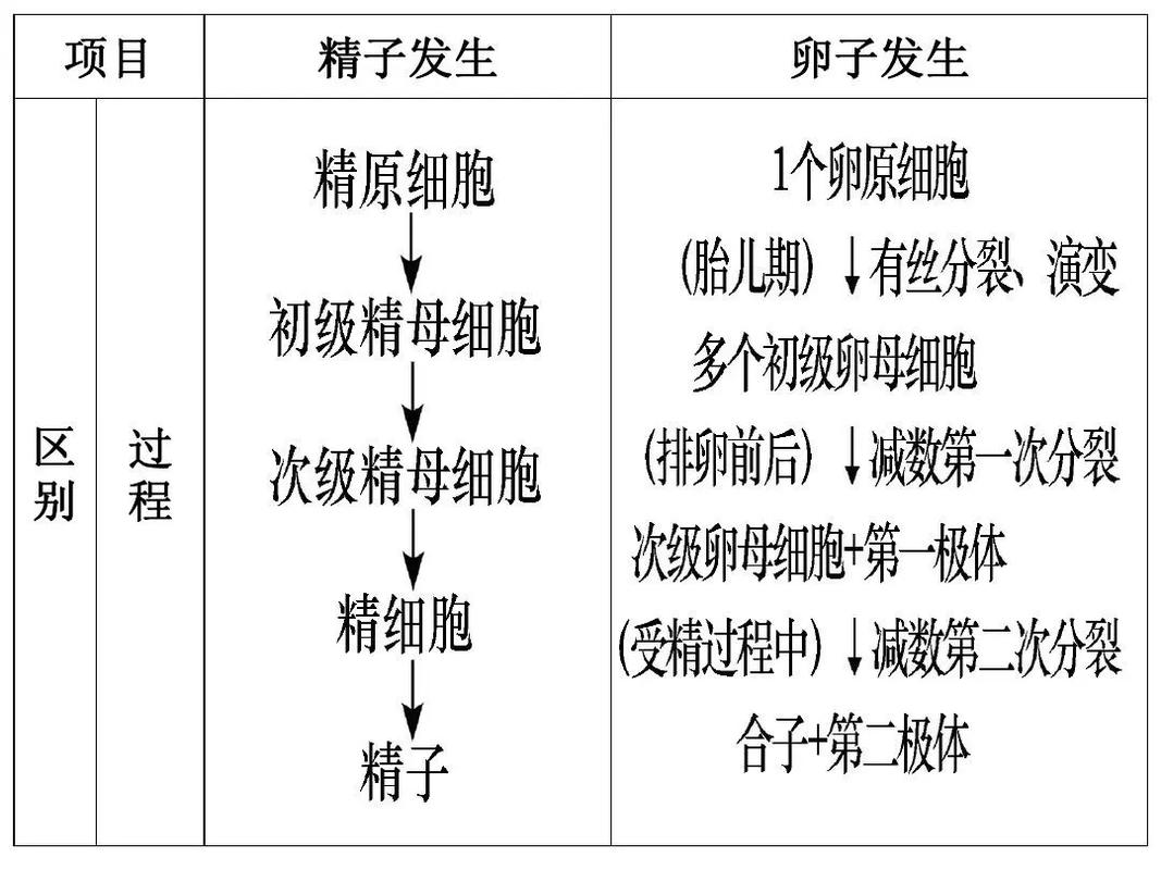 受精过程