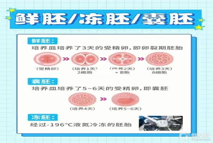 比较试管婴儿新鲜胚和囊胚：哪个更适合你？