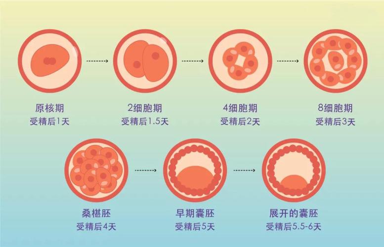 试管婴儿技术中，通常需要培育几个胚胎？