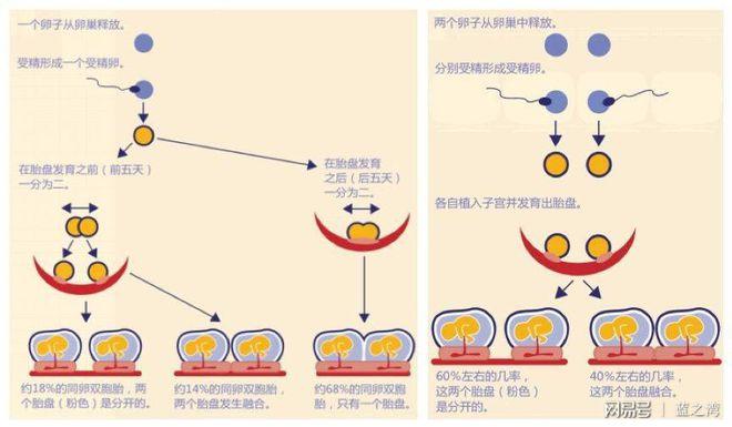 双胞胎原理