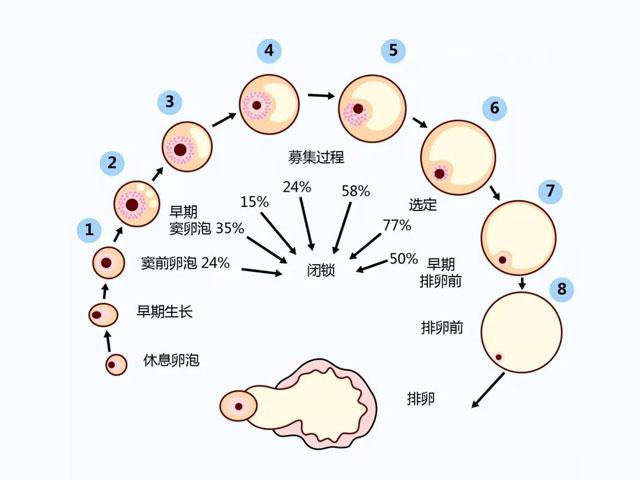 卵泡生长