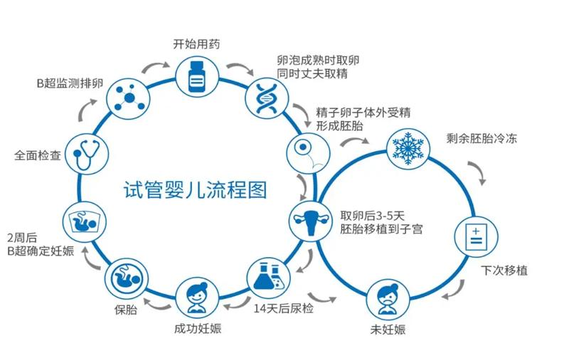 试管婴儿过程中一次可以培养几个胚胎？全面解析