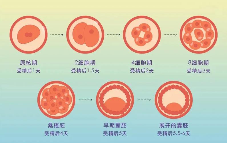 囊胚形成时间