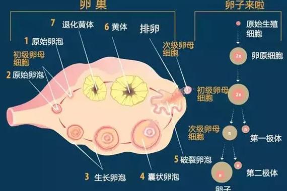 卵泡自然生长