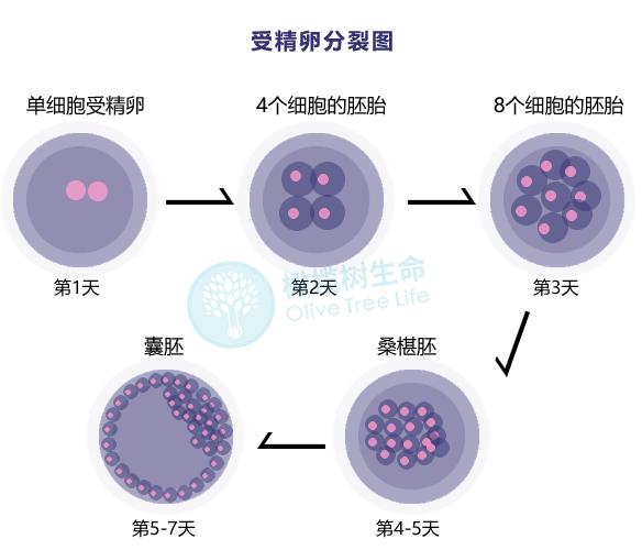 胚胎分裂慢