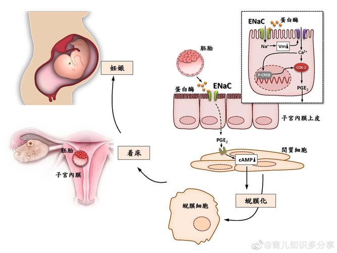 试管婴儿、胚胎发育缓慢、生殖医学、医疗技术