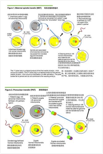  线粒体替代疗法