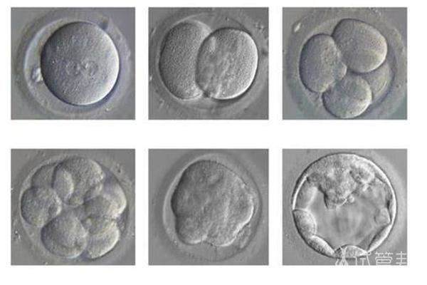 囊胚培养