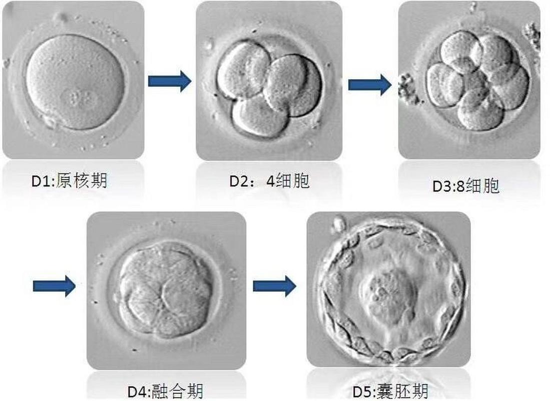 囊胚发育