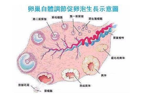 试管婴儿、卵泡发育、生殖医学