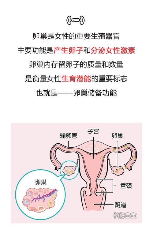 卵巢储备功能