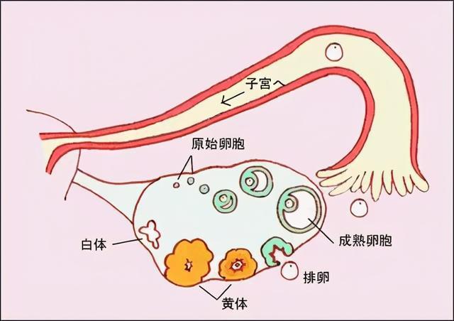 试管婴儿成功后多久可以进行母体移植？