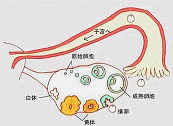 试管婴儿过程中没有卵泡是否还能成功受孕？