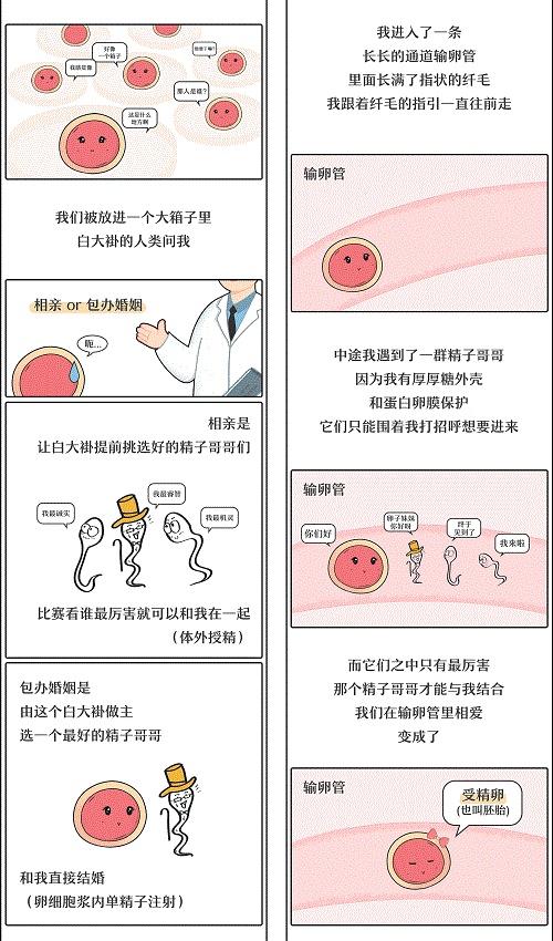 试管婴儿能否实现自然怀孕？详解背后秘密