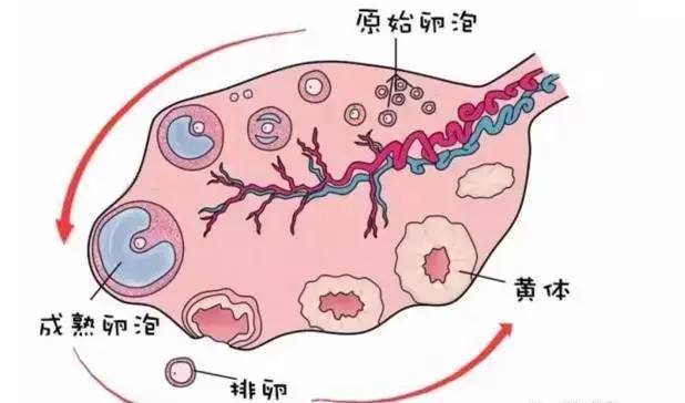 试管婴儿过程中卵泡过大究竟是好还是坏？