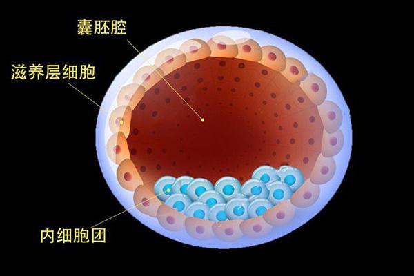 试管婴儿、囊胚、生殖医学