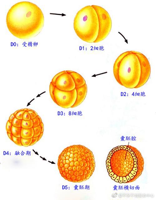 胚胎不卵裂