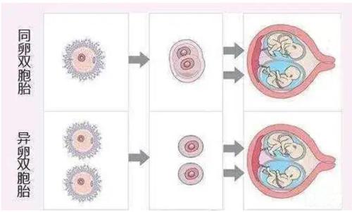 试管婴儿胚胎能否生育双胞胎？了解背后的科学原理