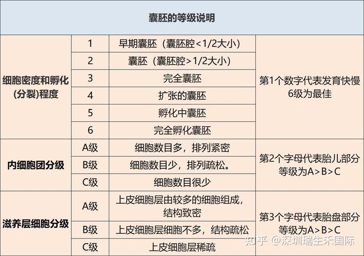 试管婴儿的胚胎发展：为何大多数为二级胚胎？