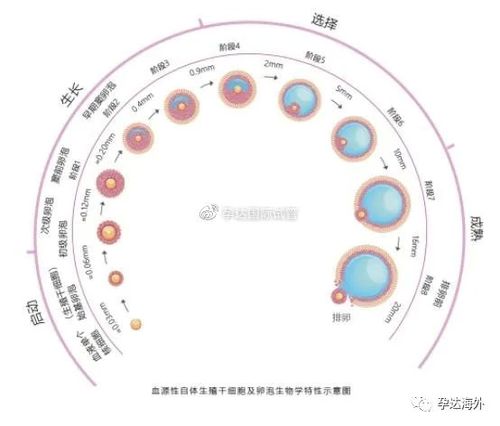 试管婴儿、促排、卵泡数量、医疗生殖