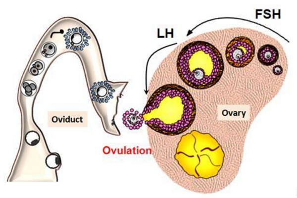 卵泡刺激