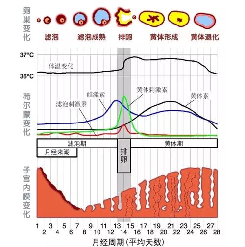 激素水平