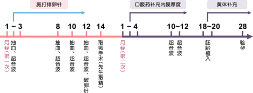 小卵泡是否能够成功实施试管婴儿疗程？