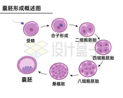 囊胚形成