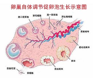 超促排卵