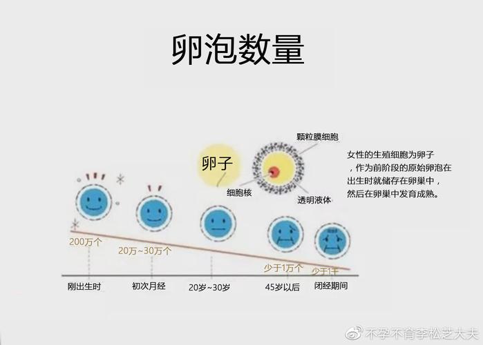 卵泡数量减少