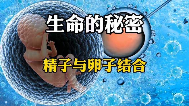 卵子精子优选