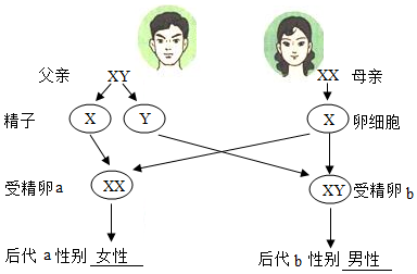 性别决定