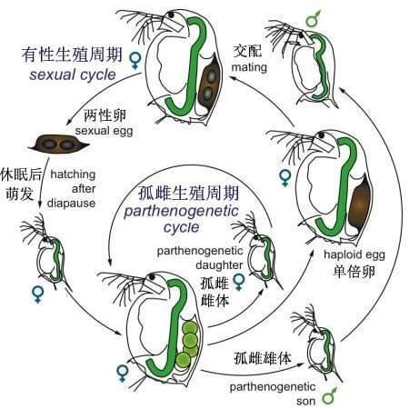 生育方式