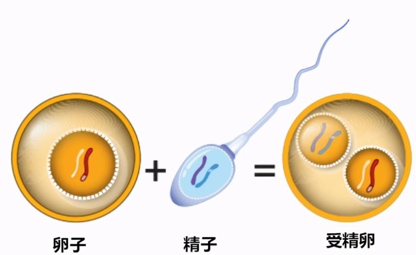 胚胎弄错可能性