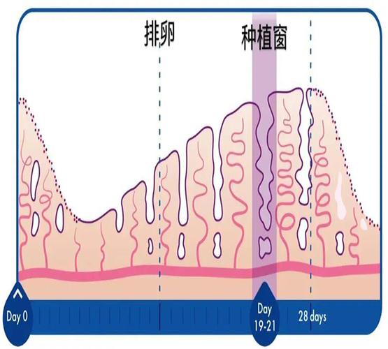 试管婴儿、胚胎质量、子宫内膜、内分泌、免疫因素