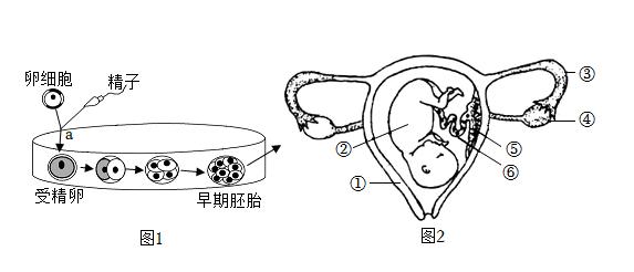 试管婴儿、胎儿发育、生殖医学