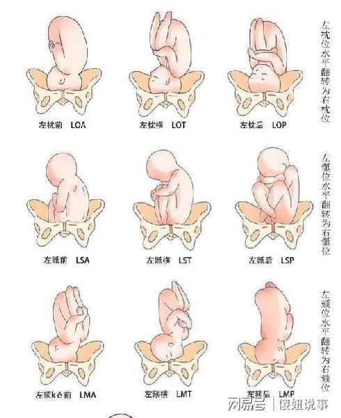 胚胎放置位置