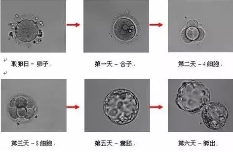 试管婴儿几周可以观察到胚胎发育情况？