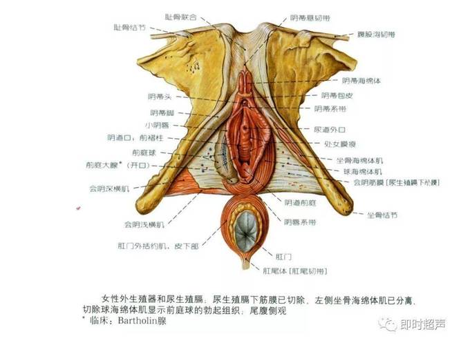 生殖机构