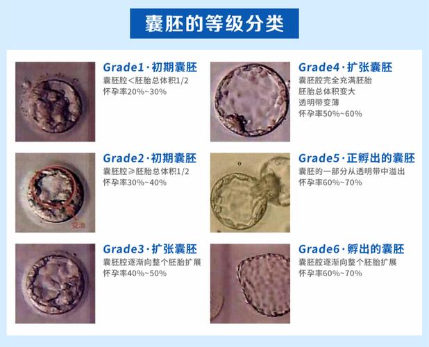 试管婴儿胚胎的生长发育：一般多大才正常？