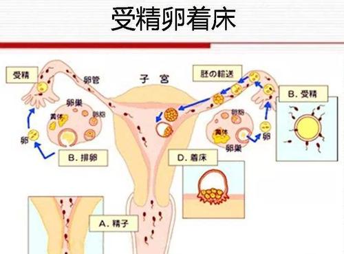 受精卵着床过程