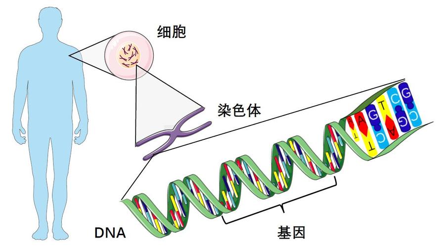 基因染色体